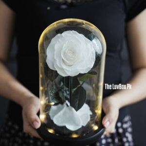 Ivory Eternal White Forever Rose in Pakistan